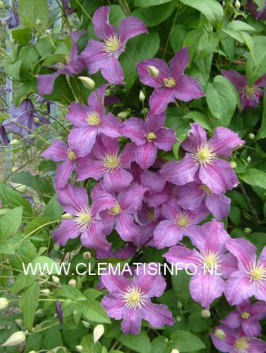 Clematis ‘Zojogo’ (JOLLY GOOD)