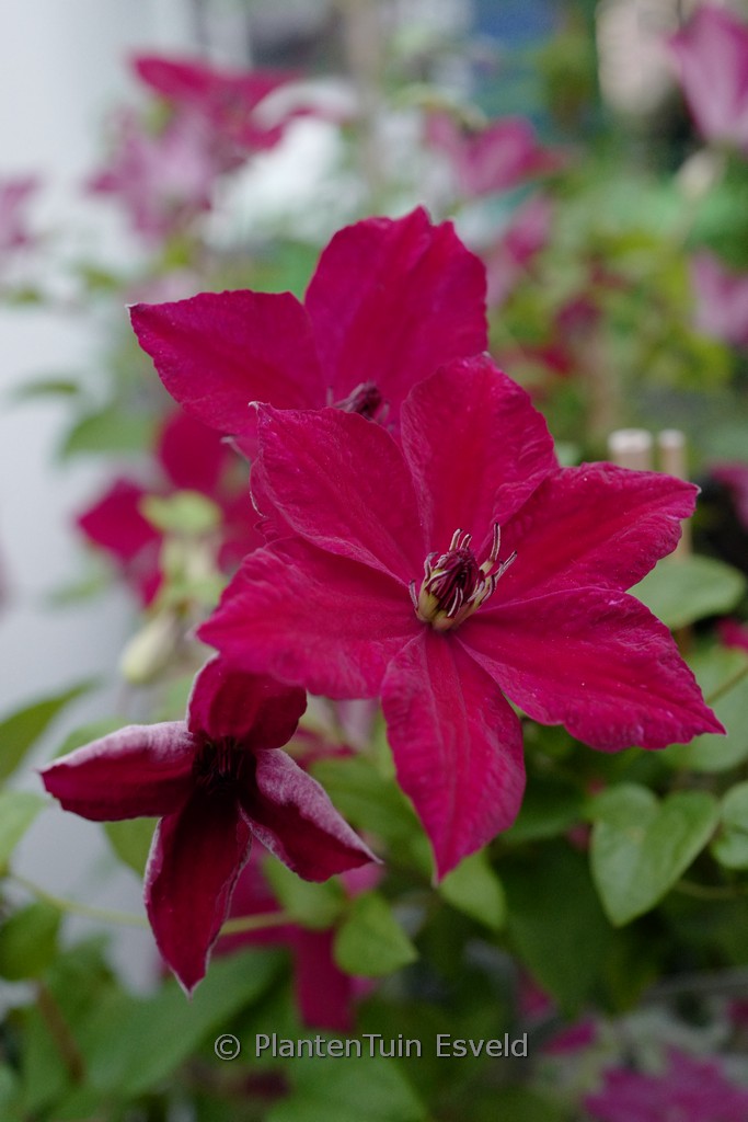Clematis ‘Zojohnhowells’ (JOHN HOWELLS)