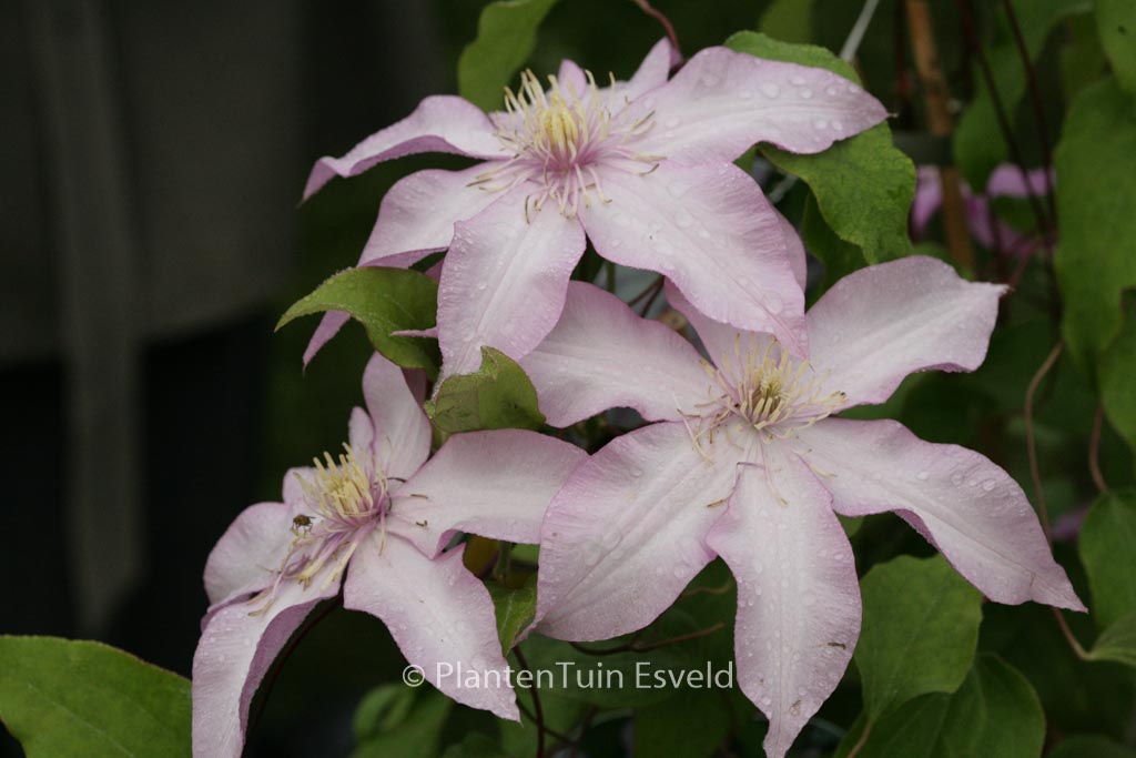 Clematis ‘Zoklaku’ (MORNING STAR)