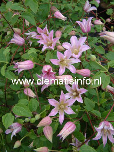 Clematis ‘Zomibel’ (MIENIE BELLE)