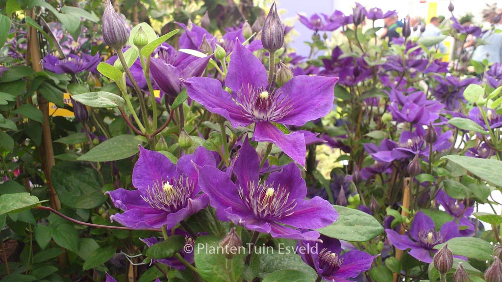Clematis ‘Zomoa’ (MON AMOUR)