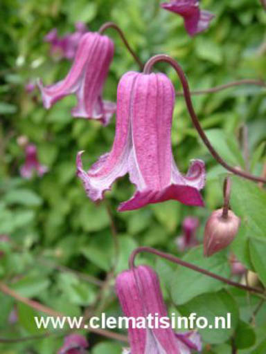 Clematis ‘Zoqum’ (QUEEN MOTHER)