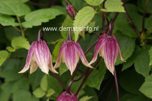 Clematis ‘Zorero’ (I AM RED ROBIN)