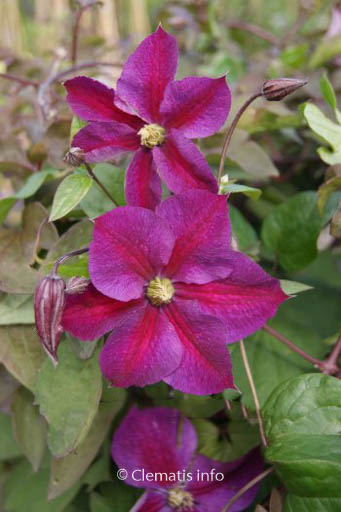 Clematis ‘Zostapa’ (STAR OF PAKISTAN)