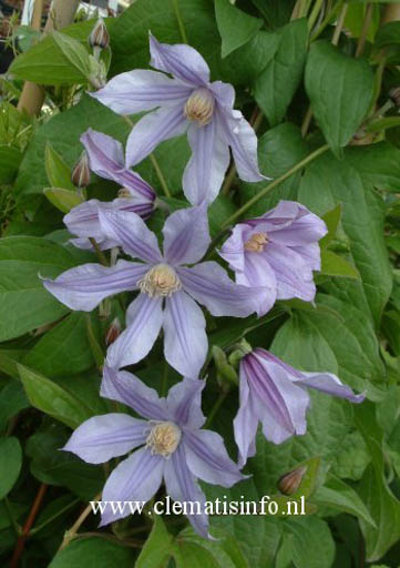 Clematis ‘Zostarri’ (STAR RIVER)