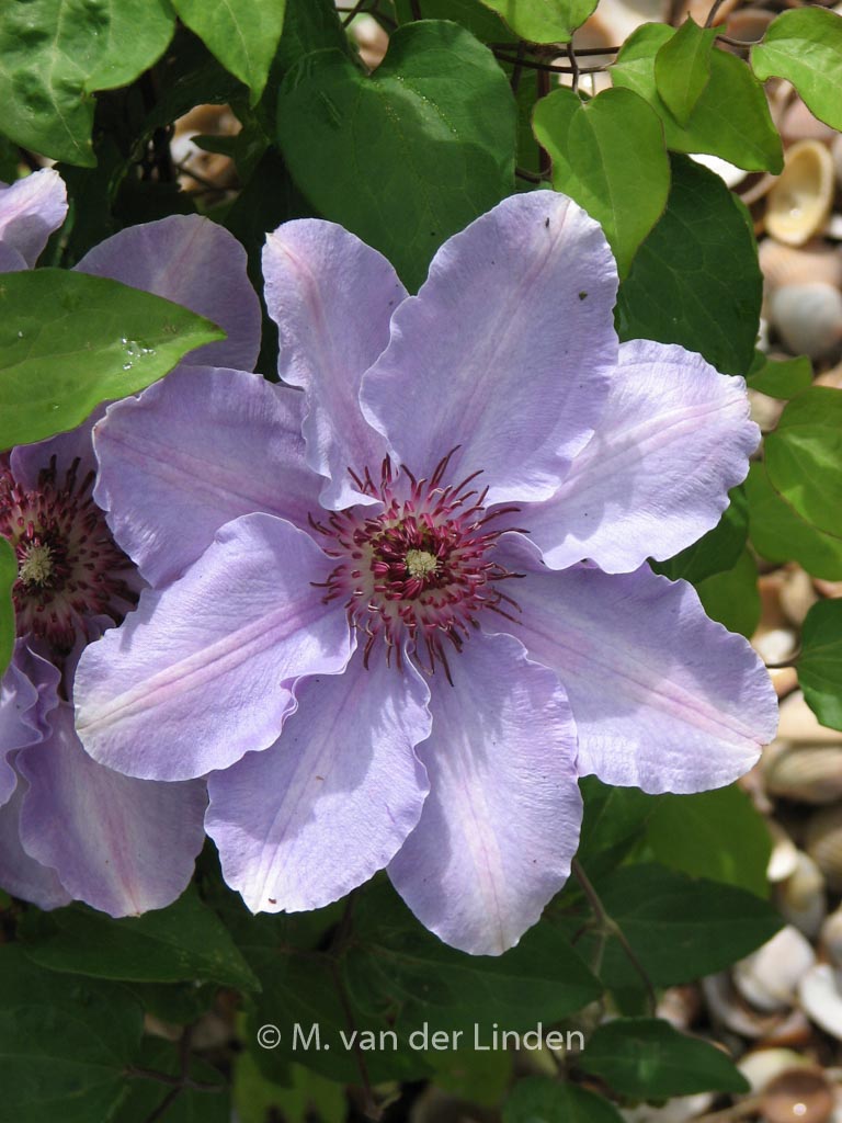 Clematis ‘Zostiwa’ (STILL WATERS)