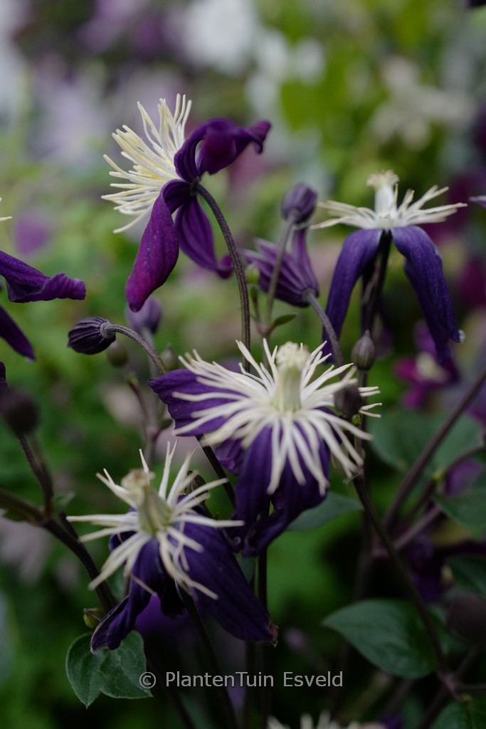Clematis aromatica