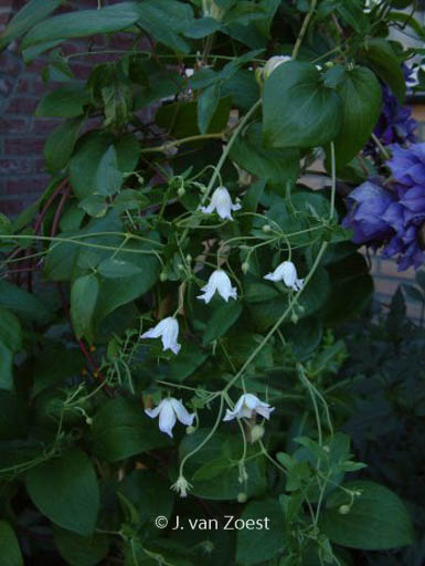 Clematis campaniflora