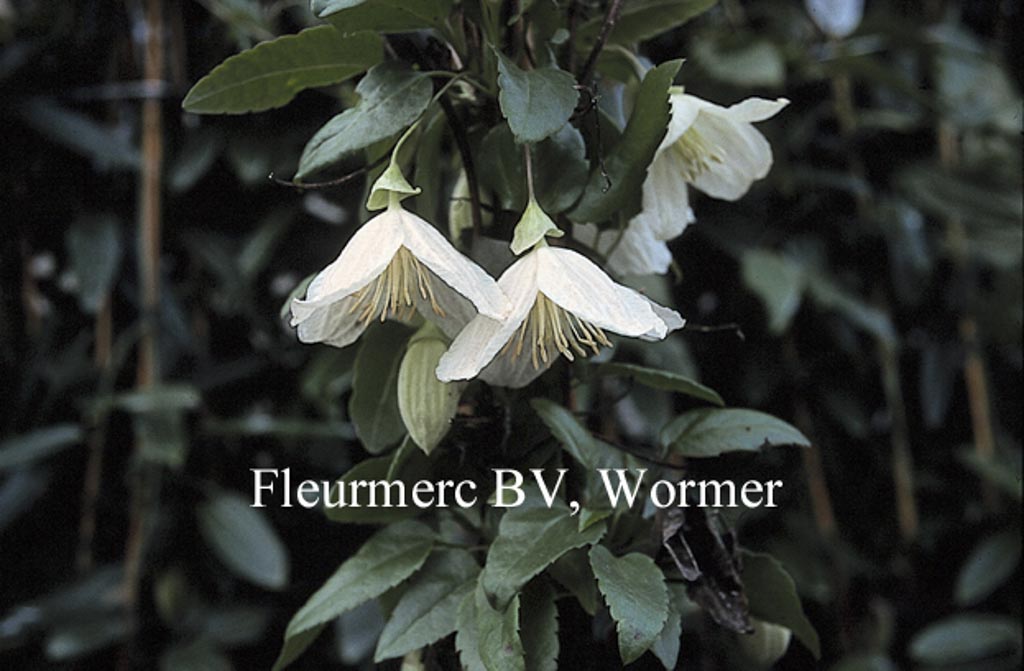 Clematis cirrhosa ‘Jingle Bells’