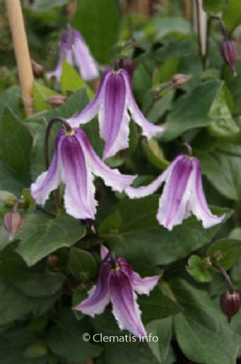 Clematis diversifolia ‘Benedikt’