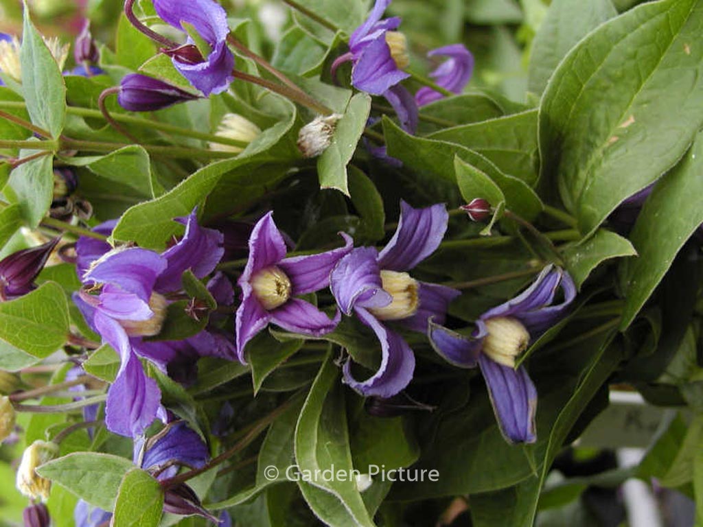 Clematis diversifolia ‘Olgae’