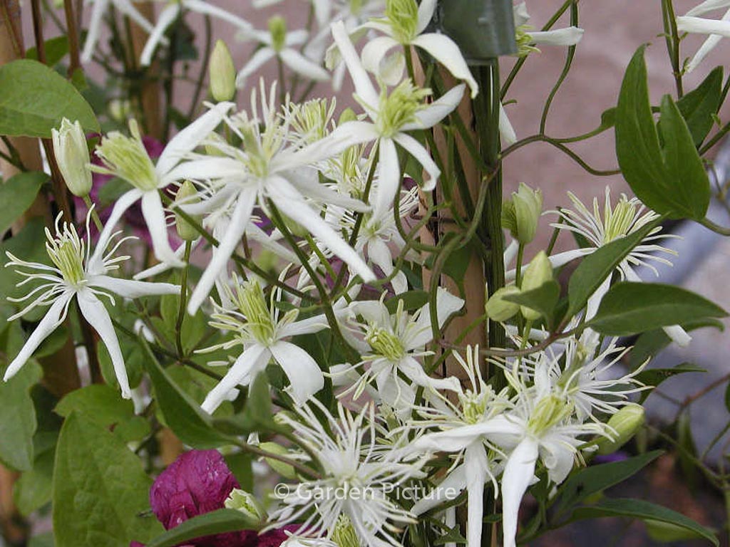 Clematis flammula