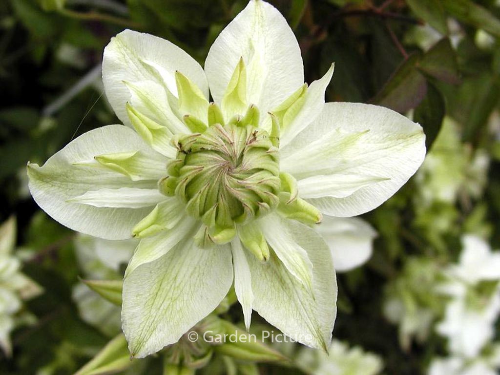 Clematis florida ‘Alba Plena’