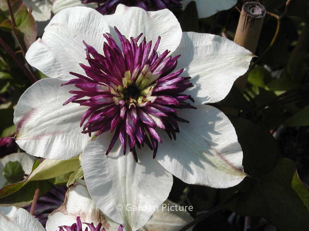 Clematis florida ‘Sieboldii’