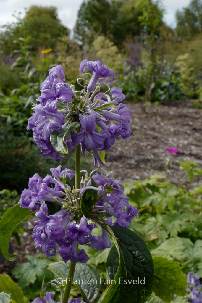 Clematis heracleifolia ‘Cassandra’