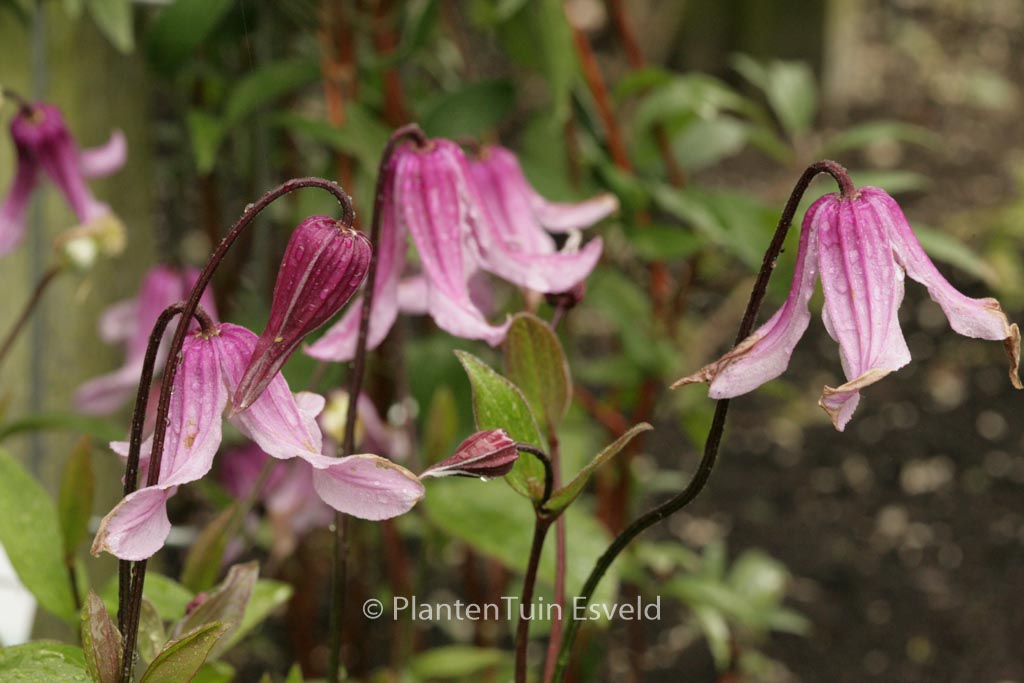 Clematis integrifolia ‘Rosea’