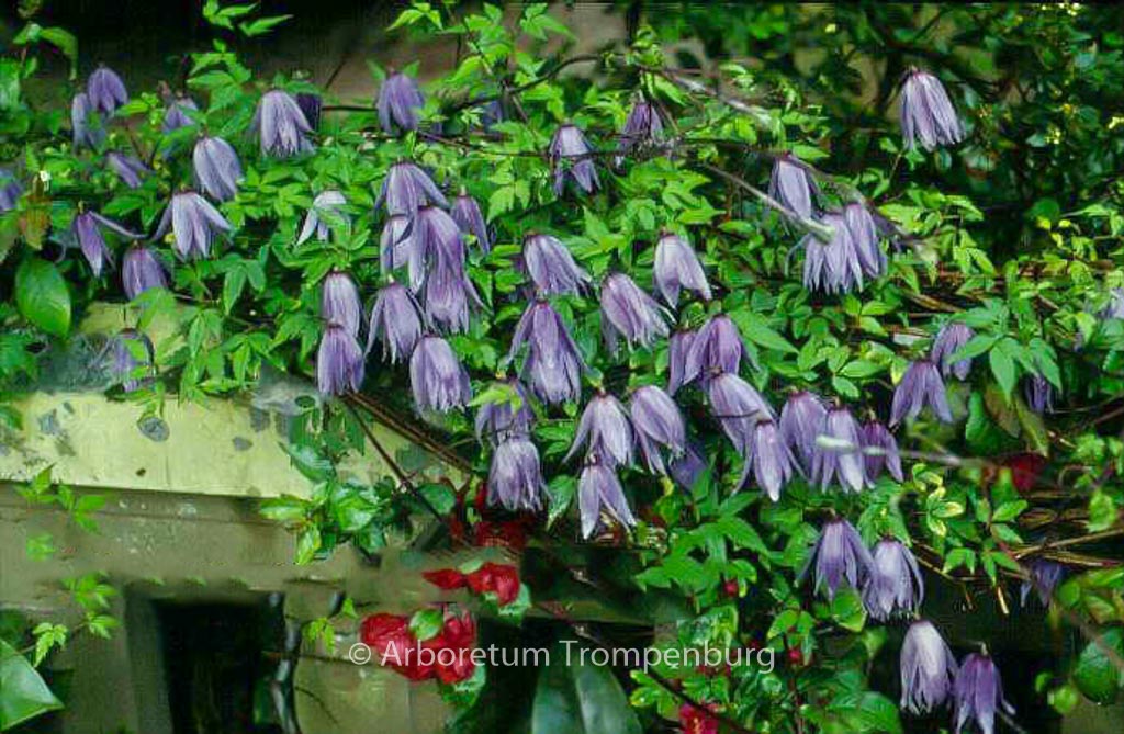 Clematis macropetala