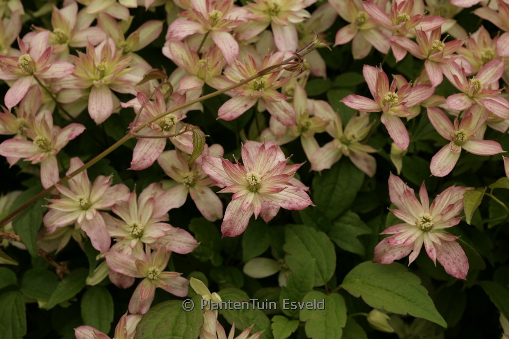 Clematis montana ‘Marjorie’