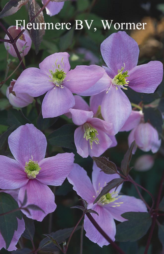 Clematis montana ‘Odorata’