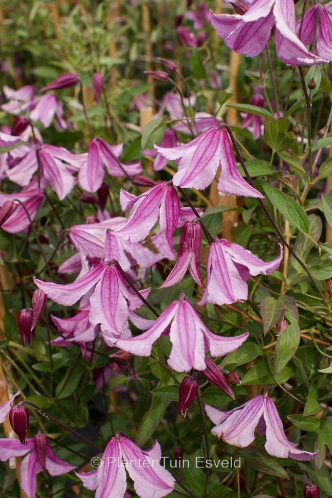 Clematis montana ‘Pink Perfection’