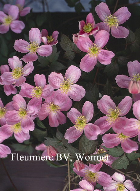 Clematis montana ‘Tetrarose’