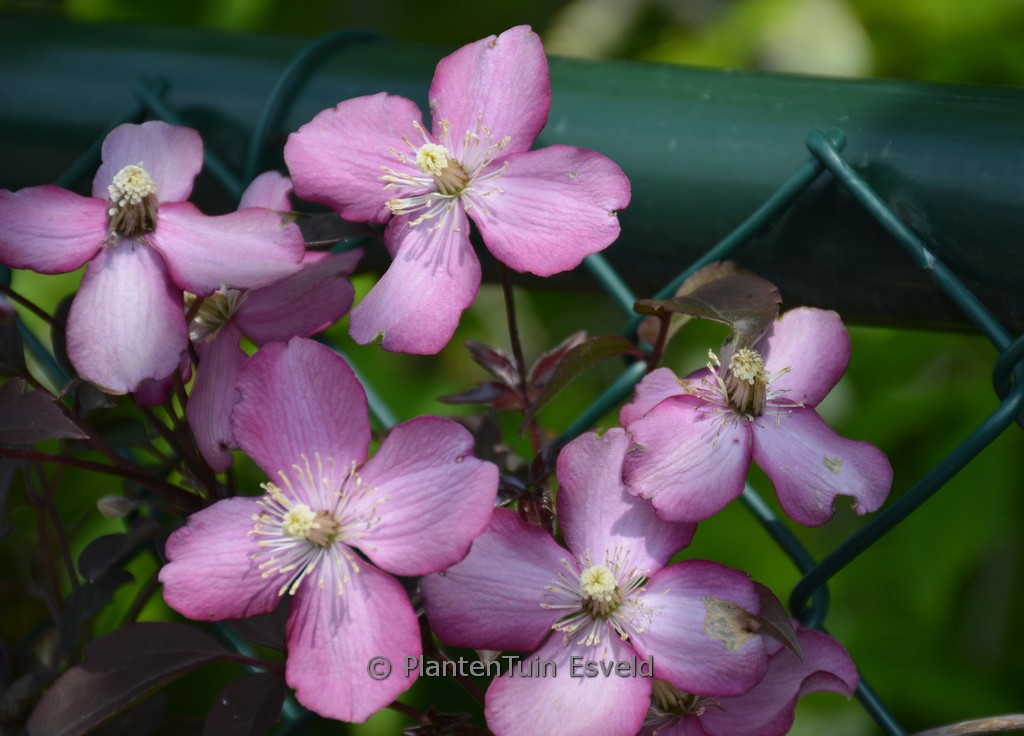Clematis montana ‘Van Gogh’