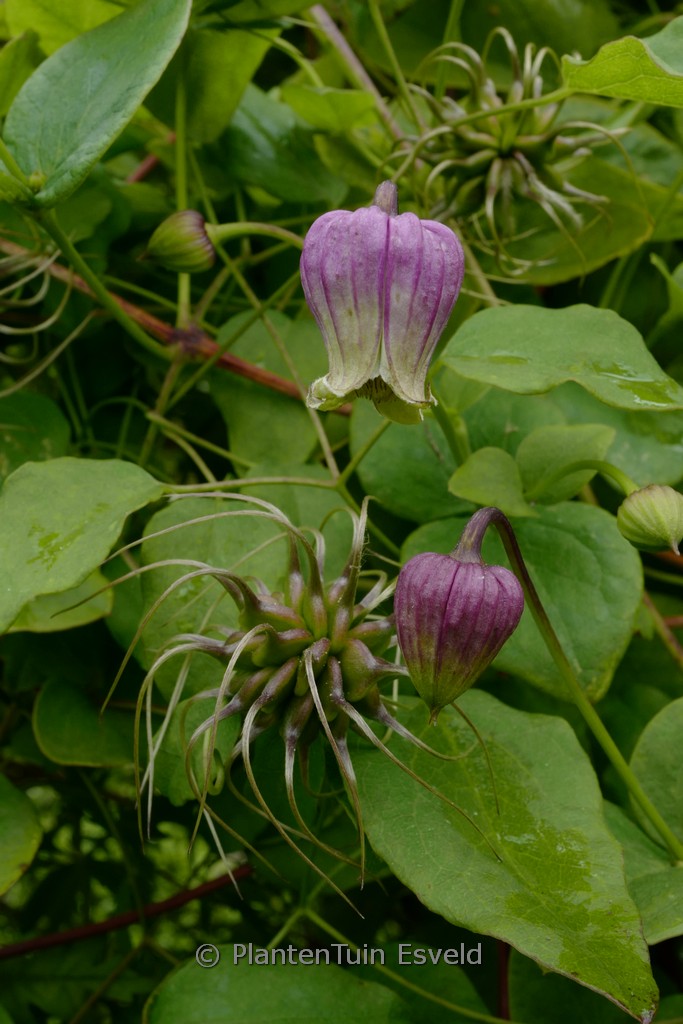 Clematis pitcheri