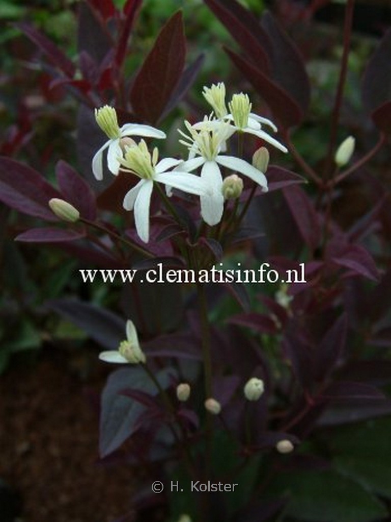 Clematis recta ‘Velvet Night’