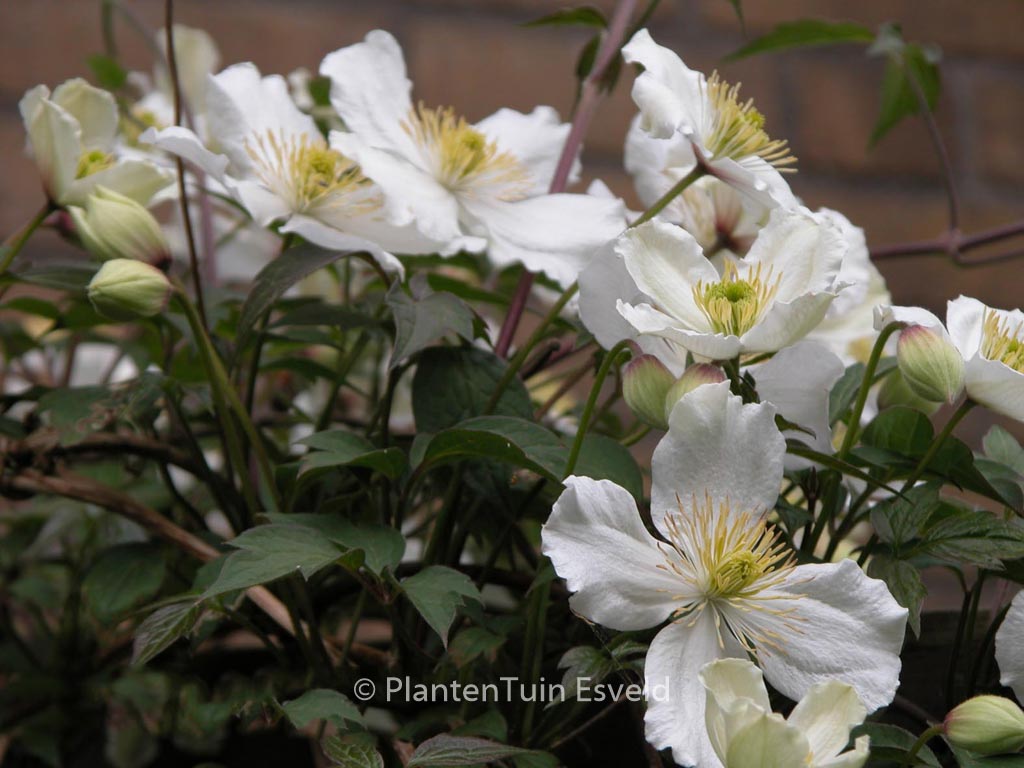 Clematis spooneri