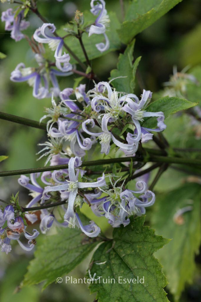 Clematis stans