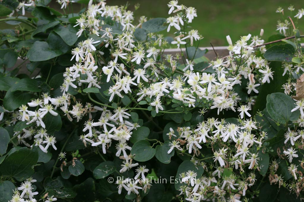 Clematis terniflora