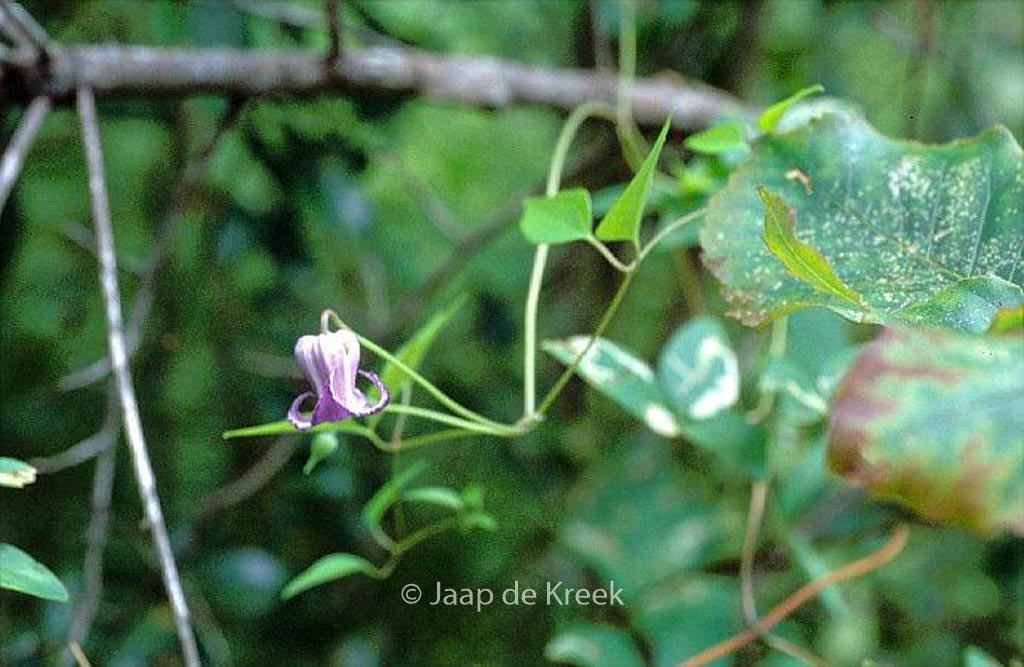 Clematis viorna