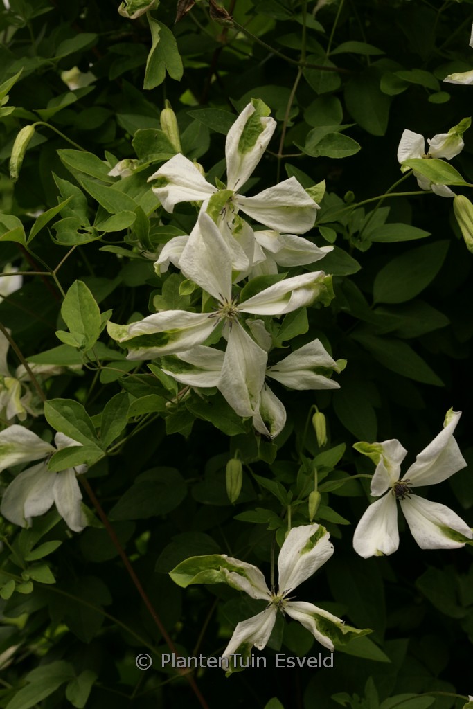Clematis viticella ‘Alba Luxurians’