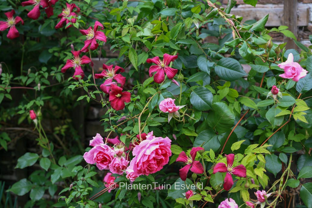 Clematis viticella ‘Rubra’