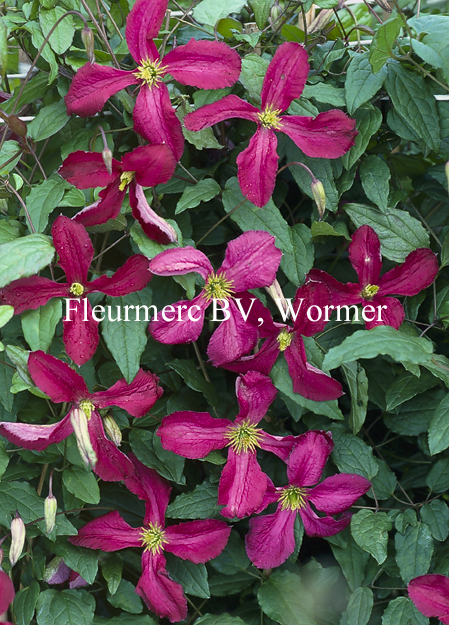 Clematis viticella ‘Soedertalje’