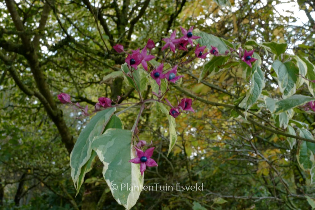 Clerodendrum trichotomum ‘Variegatum’