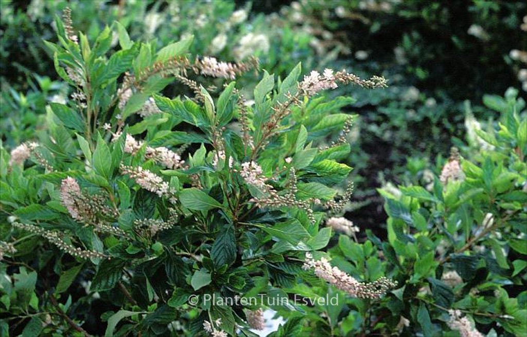 Clethra alnifolia ‘Fern Valley Pink’