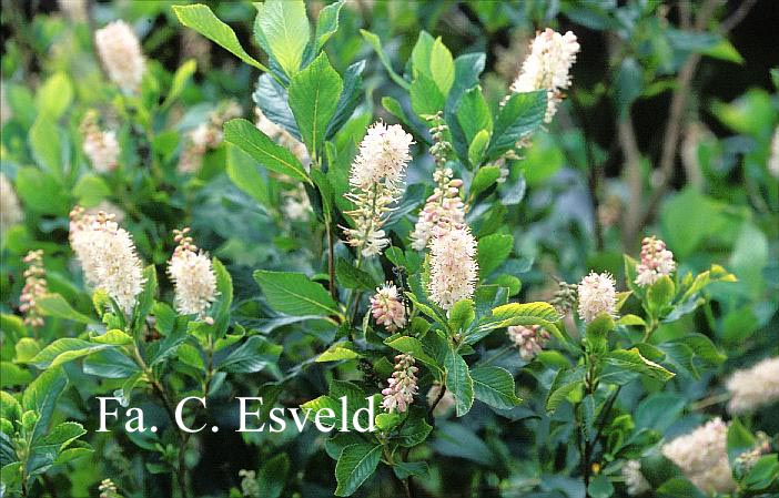 Clethra alnifolia ‘Pink Spire’