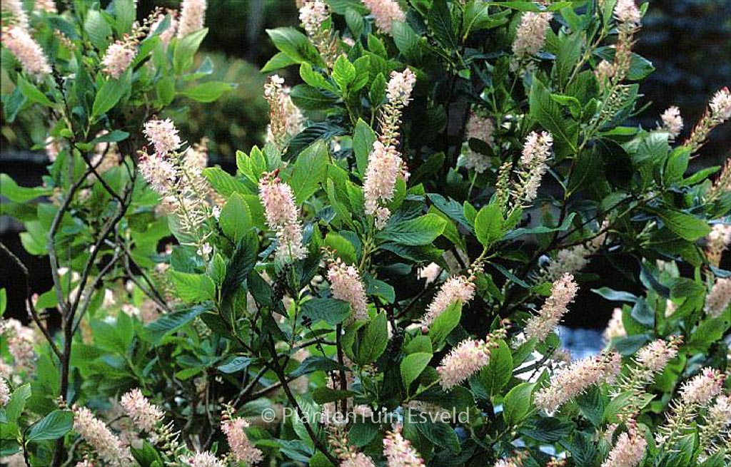 Clethra alnifolia ‘Rosea’