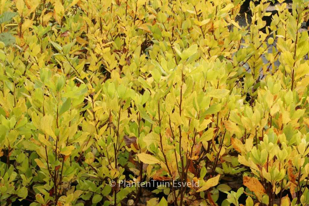 Clethra alnifolia ‘Ruby Spice’