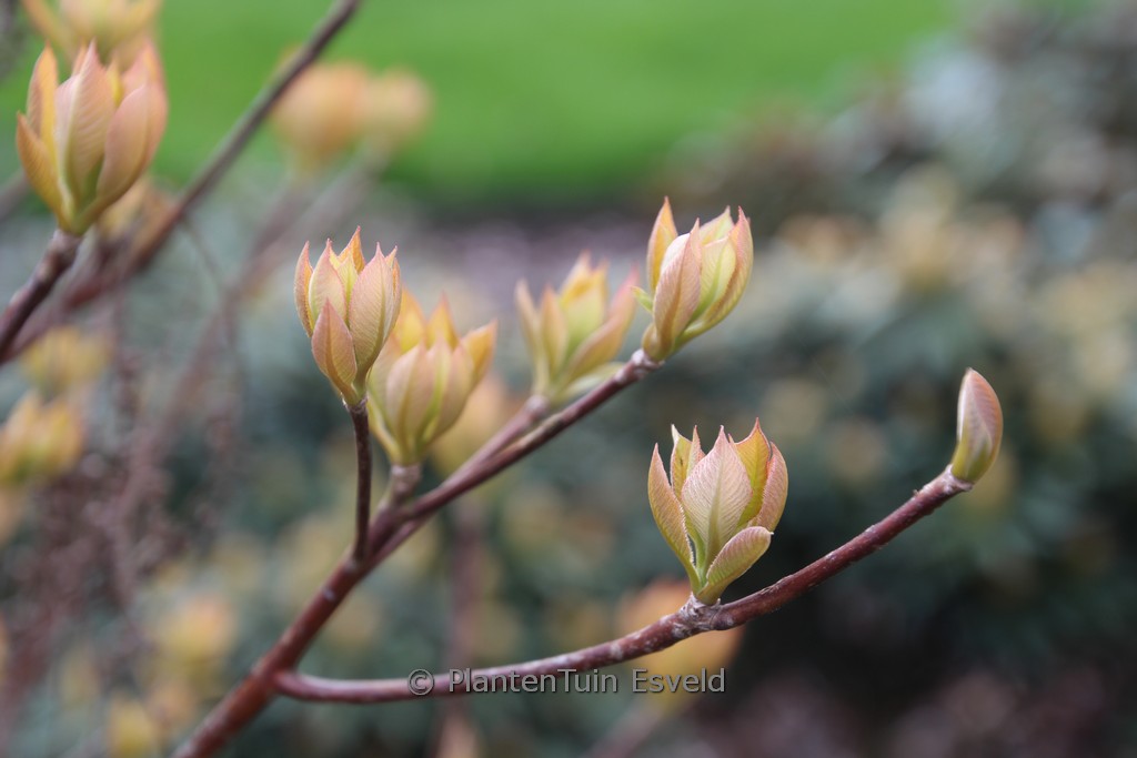 Clethra barbinervis ‘Minbarb’ (GREAT STAR)