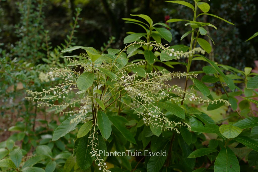 Clethra pringlei