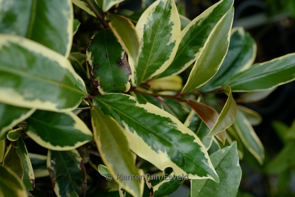 Cleyera japonica ‘Tokyo Sunrise’
