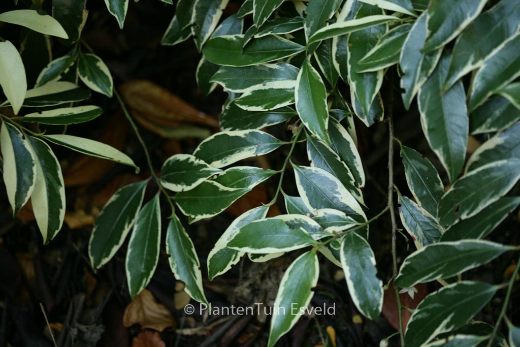 Cleyera japonica ‘Variegata’