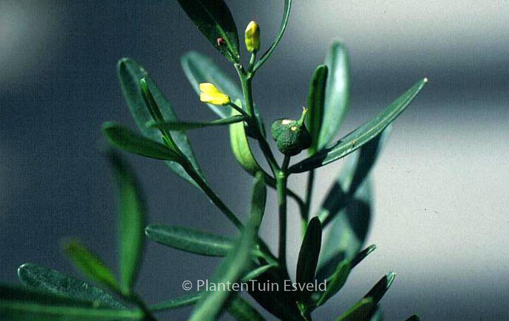Cneorum tricoccum