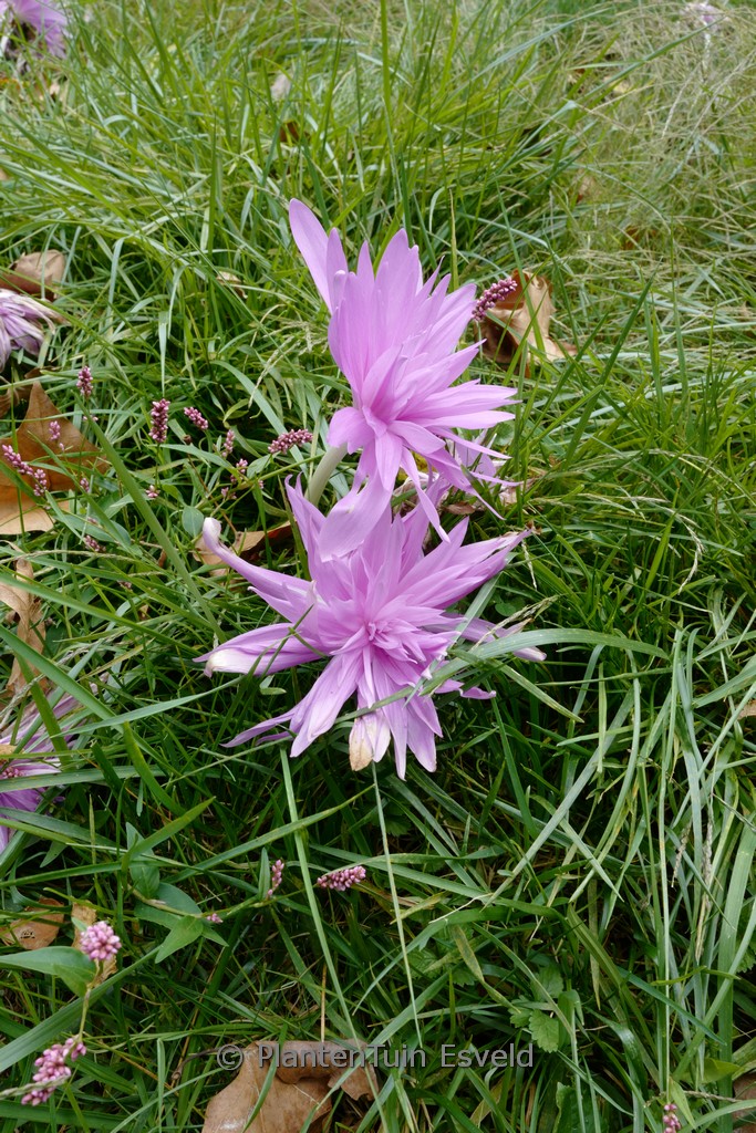 Colchicum ‘Waterlily’