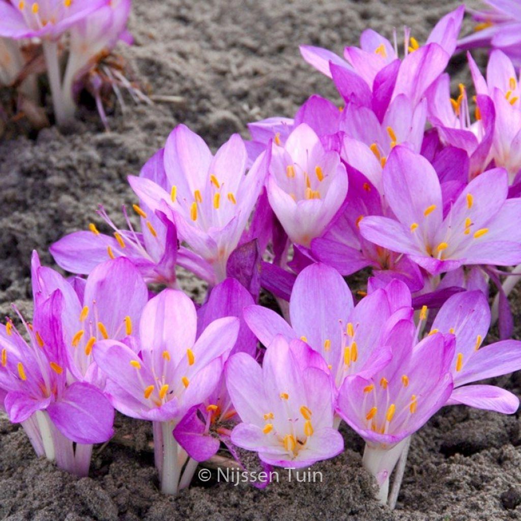Colchicum cilicium ‘Purpureum’