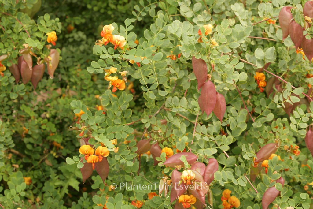 Colutea media ‘Copper Beauty’