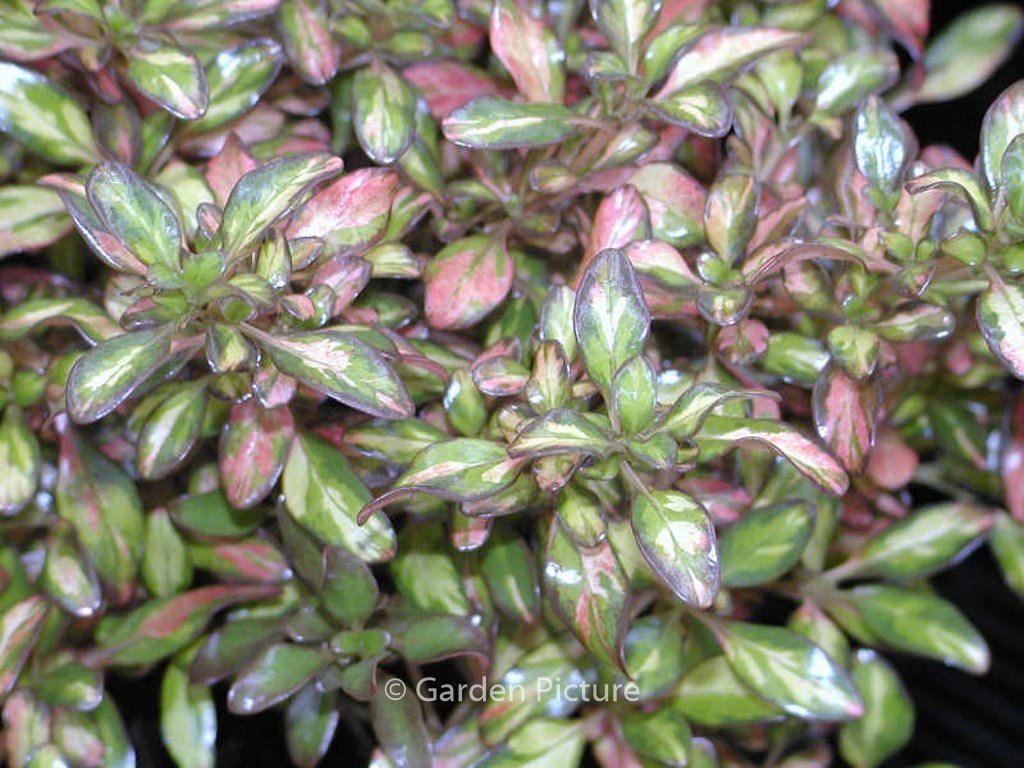Coprosma ‘Evening Glow’