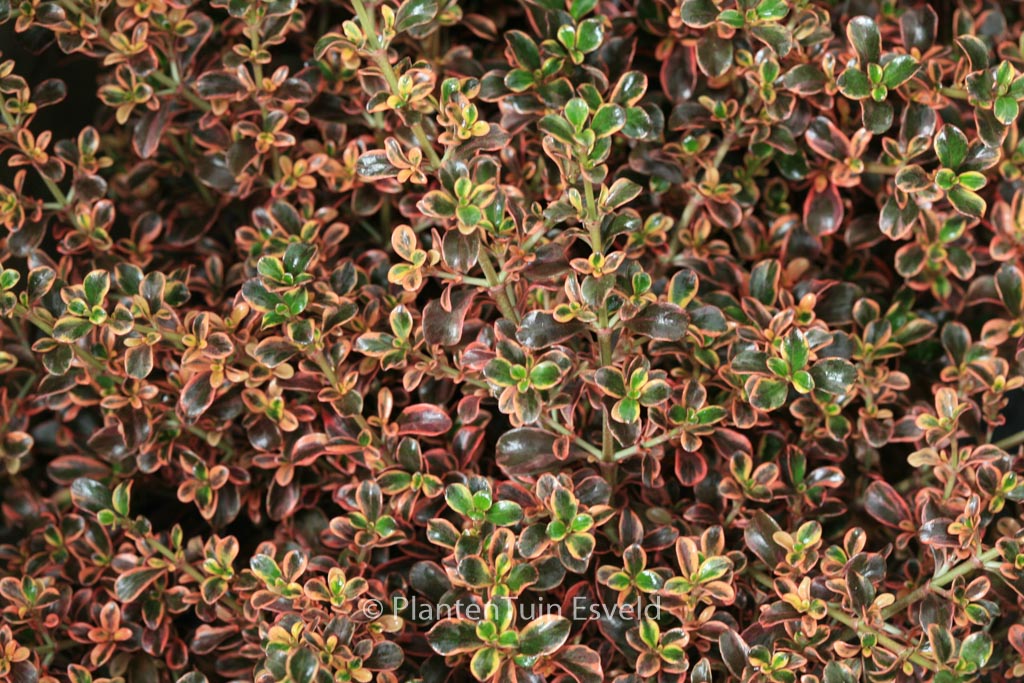 Coprosma ‘Fire Burst’
